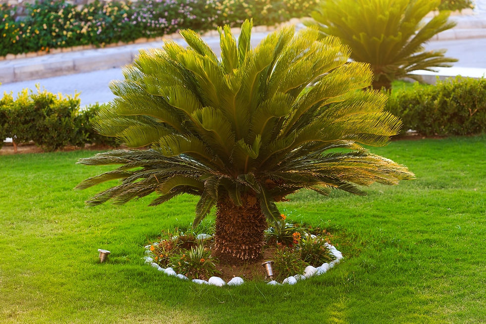 Sago Palm Poisoning in Dogs