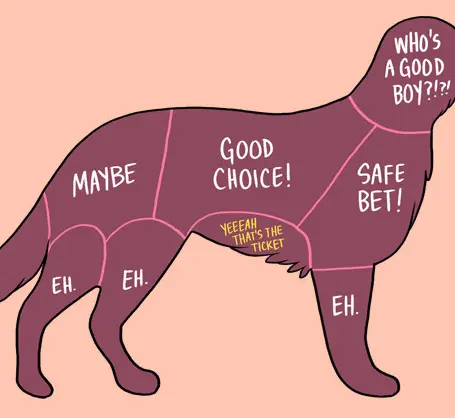How to Properly Pet a Dog: An In-Depth Guide
