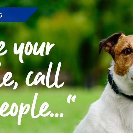 Why Microchipping Your Pets is Essential