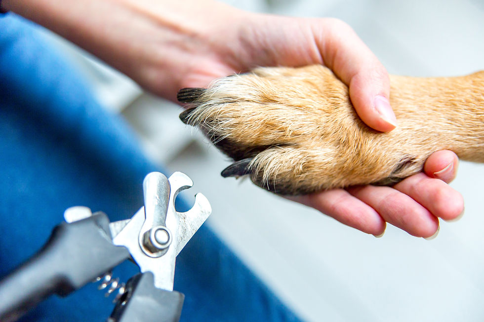Cheap Dog Grooming Clippers for Sale