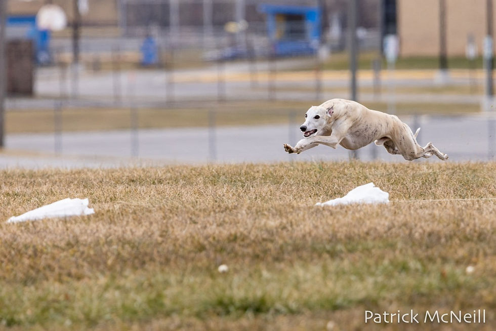 lure courses for dogs