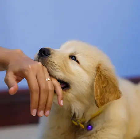 How To Stop a Puppy From Biting