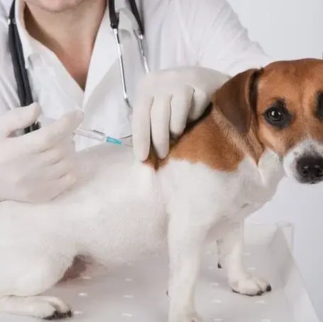 Understanding Canine Vaccine Abbreviations: A Handy Guide