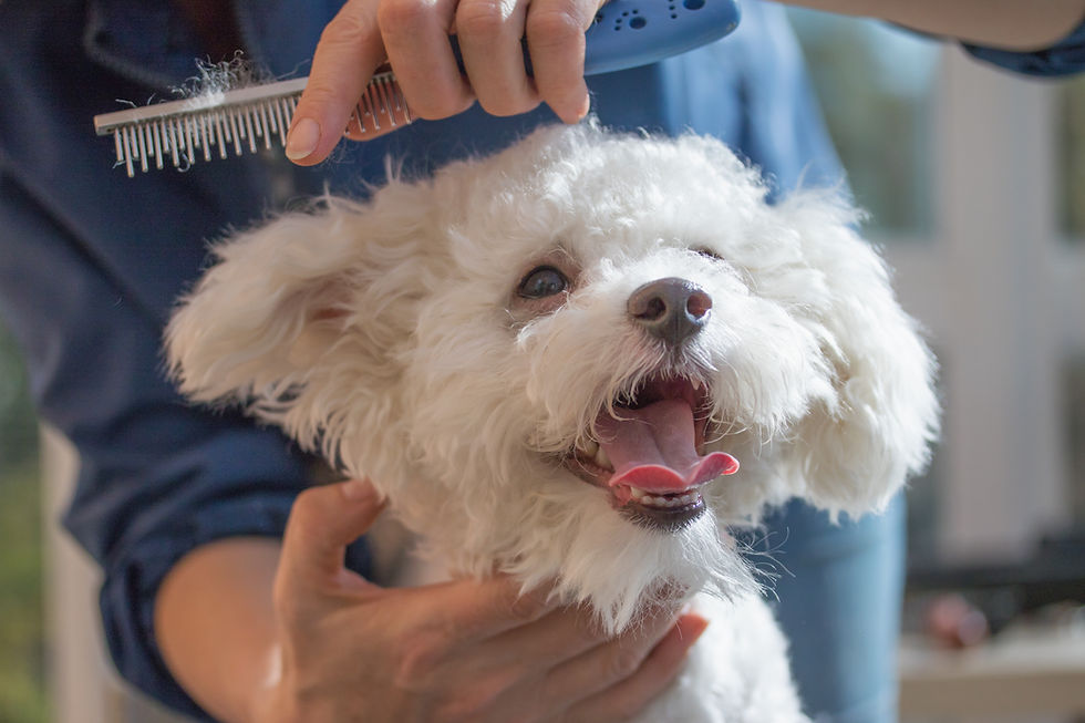 Dog Being Groomed