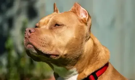 Ear Cropping in Dogs