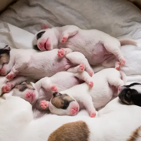 Ensuring Accuracy in Canine Genetics