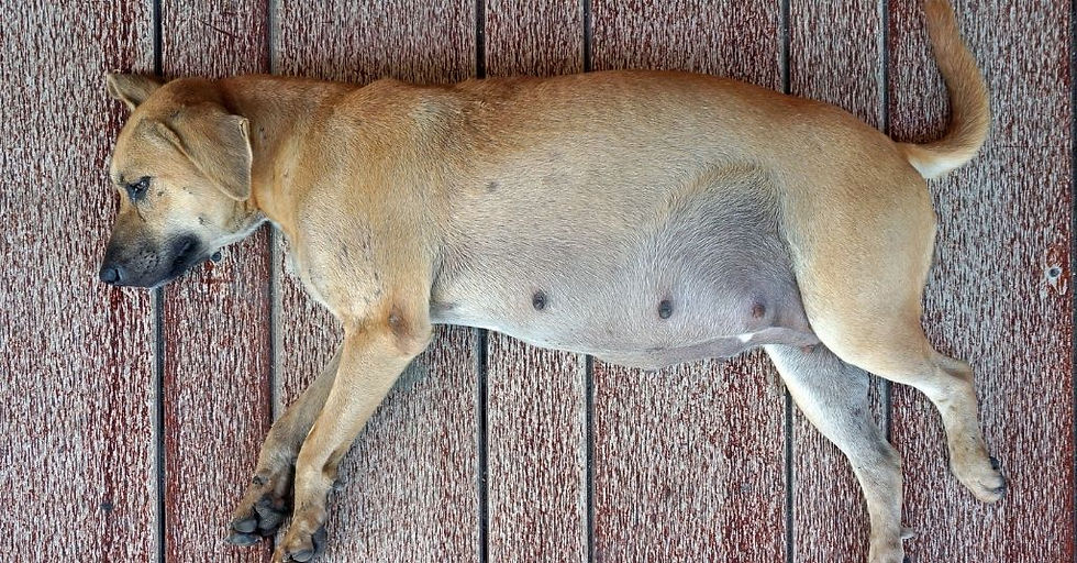 Canine Pseudopregnancy