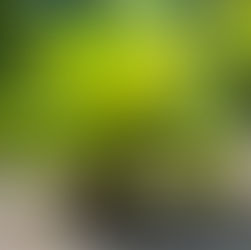 Sago Palm Poisoning in Dogs: A Medical Professional's Perspective