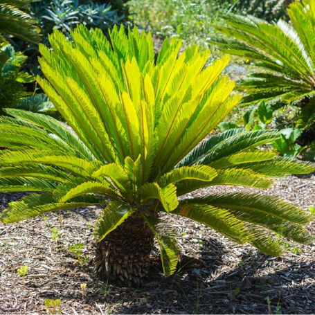 Sago Palm Poisoning in Dogs: A Medical Professional's Perspective