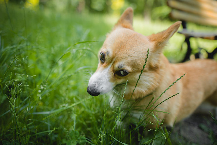 Dog eating grass