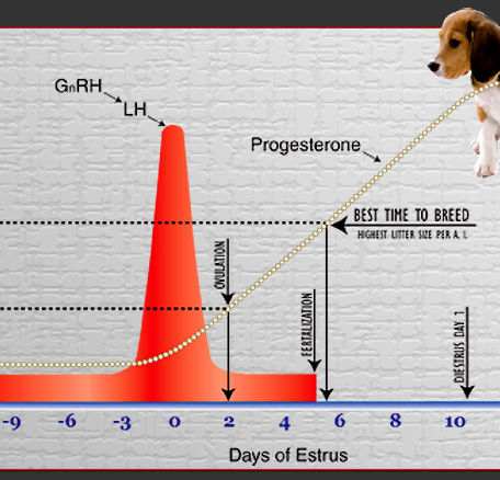 Understanding Progesterone Dog Tests: Essential Guide for Breeders and Veterinarians