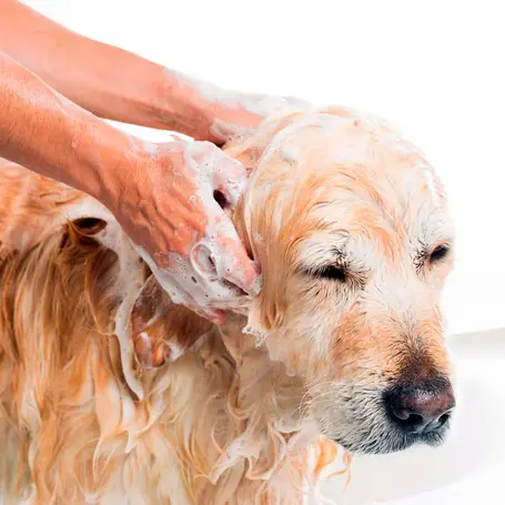 Dawn Dish Soap for Fleas: A Medical Professional’s Perspective