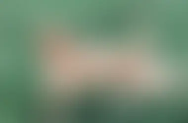 Why Do Dogs Kick After Pooping?