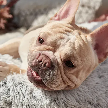 Comprehensive Guide to Managing Dog Anxiety with K9Reproduction