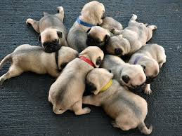 Puggle Puppy Breeding Ethics