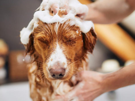 Dog Grooming Tips for Shedding Dogs: A Professional Guide to Managing Shedding