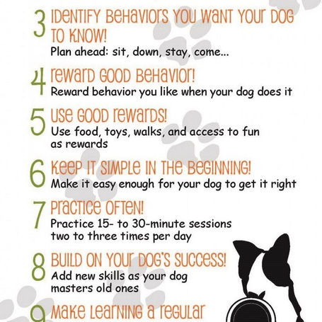 3 Simple Tips to Train Your Puppy