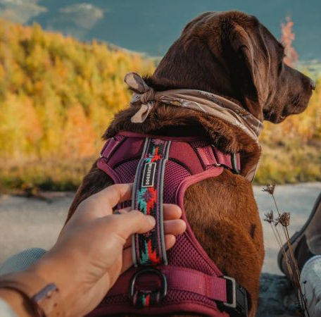 The Best Hiking Gear for Dogs