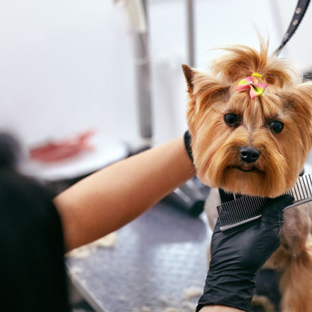 How to Choose the Right Grooming Tools for Dogs with Sensitive Skin