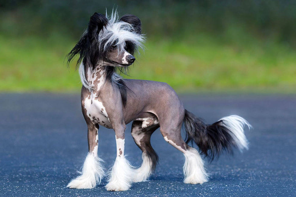 dog in feild