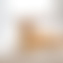 8 Dog Breeds for Cat People