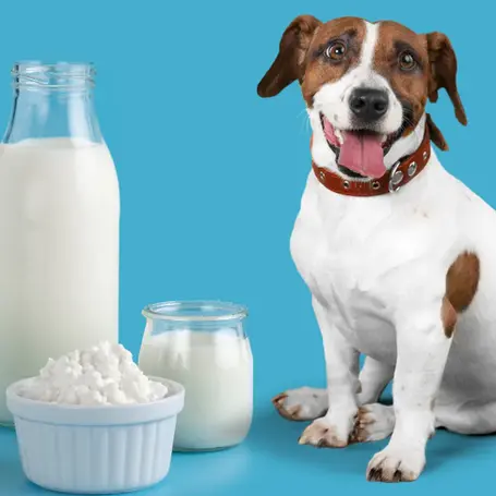 How to Dry Up a Dog’s Milk: Comprehensive Guide