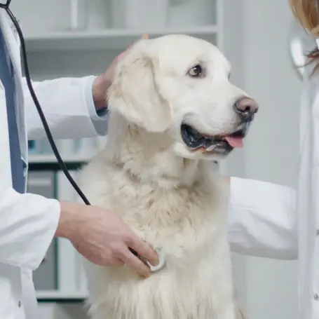 Infectious Respiratory Disease in Canines 