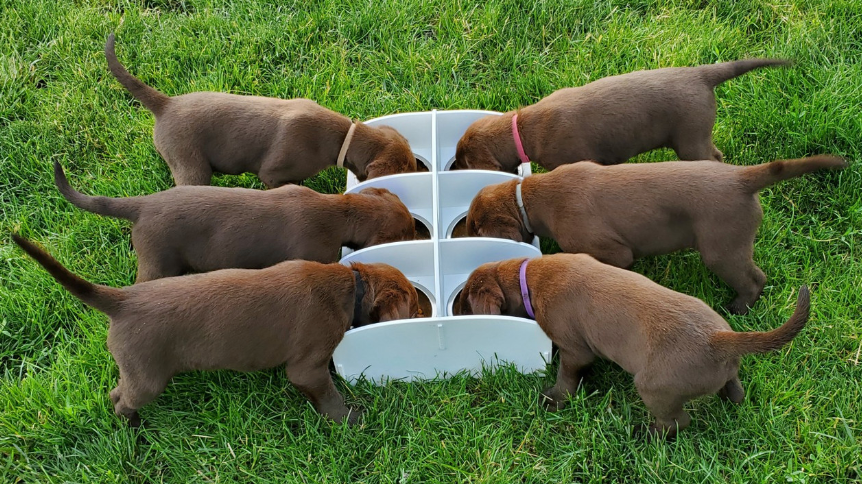 MagnaFeeder Multi-Bowl