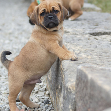 Training a Puggle: Expert Tips for Success