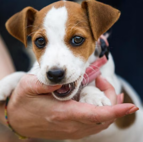 How To Find, Treat, and Prevent Fleas on Puppies