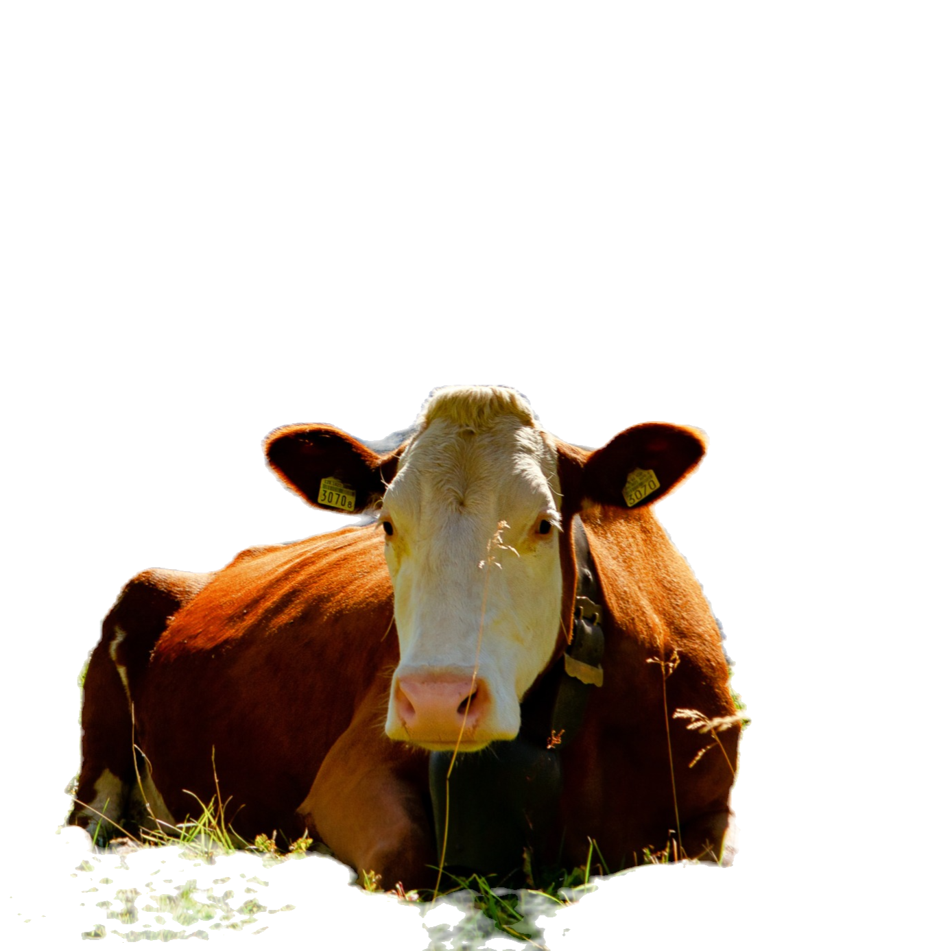 Gau Sapranh™ in a gold aura (Chakriya)