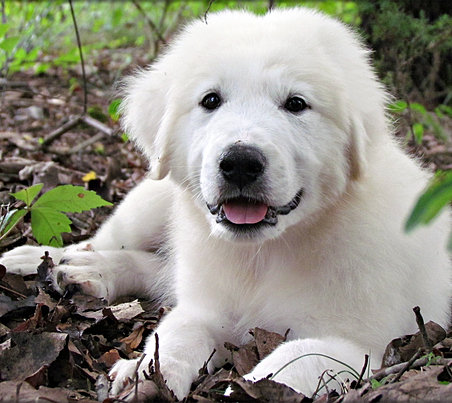 Great Pyrenees Rare Coat Color | Black - Blaireau - Salt 'n Pepper