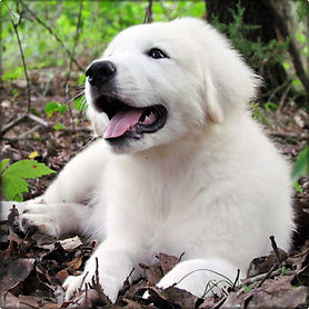 Great Pyrenees Puppy
