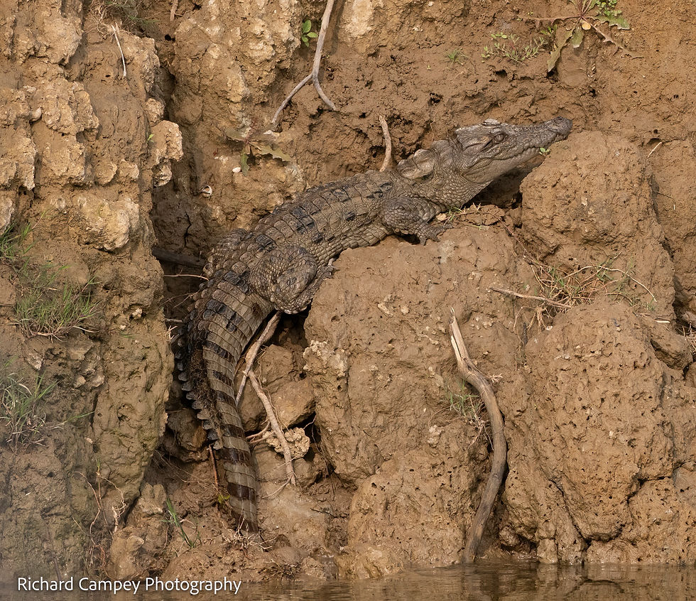 Young Mugger Crocodile