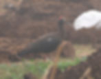 Red-naped Ibis
