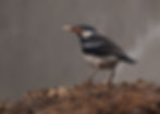 Asian Pied Starling