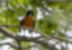 White-throated Robin