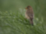 Baya Weaver