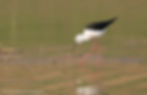 Black-winged Stilt