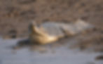 Gharial
