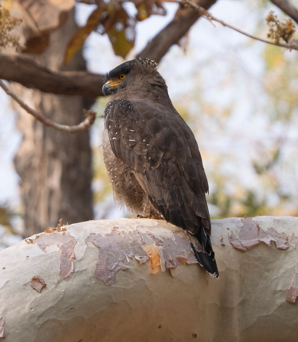 Crested Serpent Eagle
