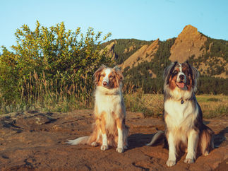 Two dogs loving life for family photos