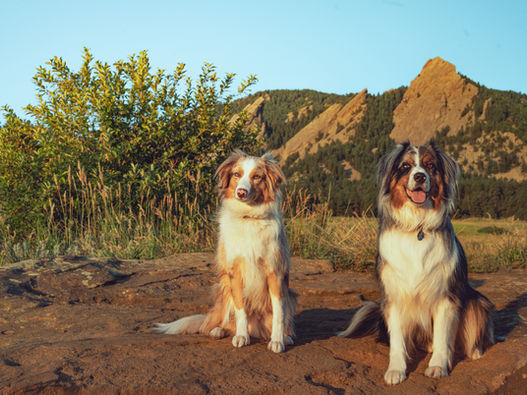 Two dogs loving life for family photos