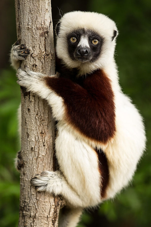 markthomas-lemur-1794519_1280.jpg