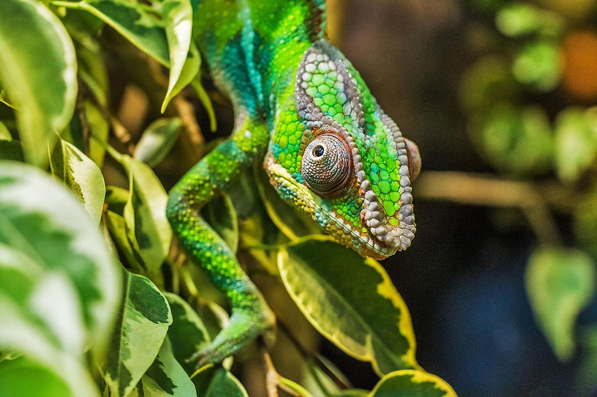 bergadder-chameleon-384957_1280.jpg
