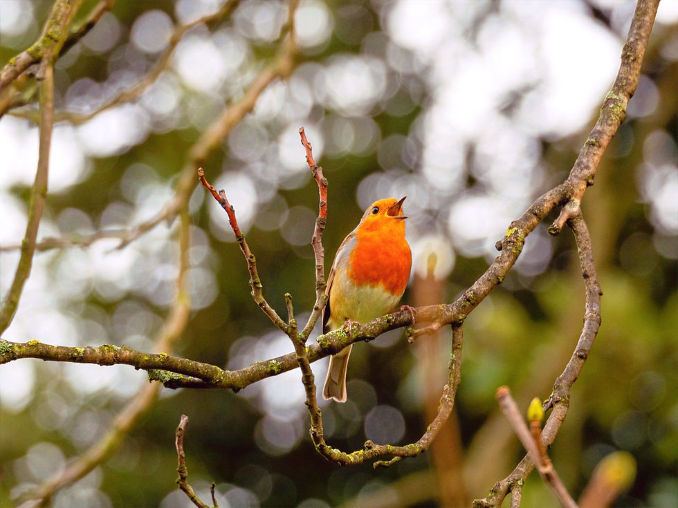 Singing bird