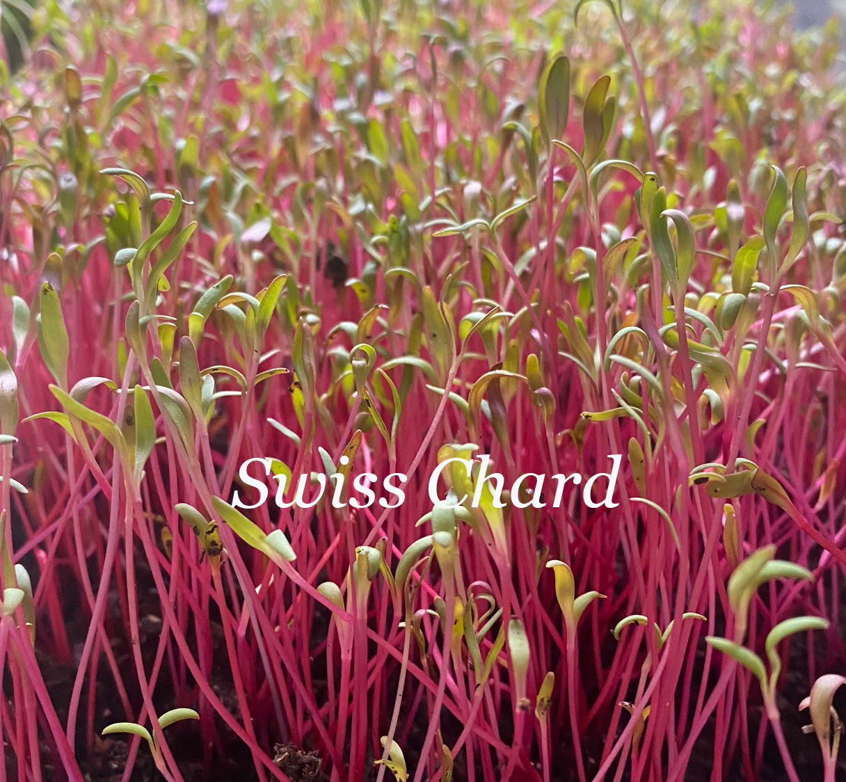 Swiss Chard microgreens