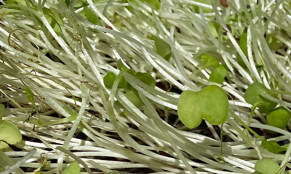 wilting microgreens.jpg