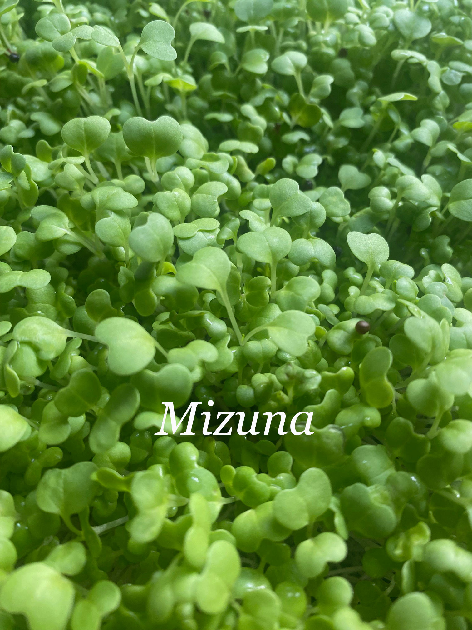 Mizuna microgreen seeds