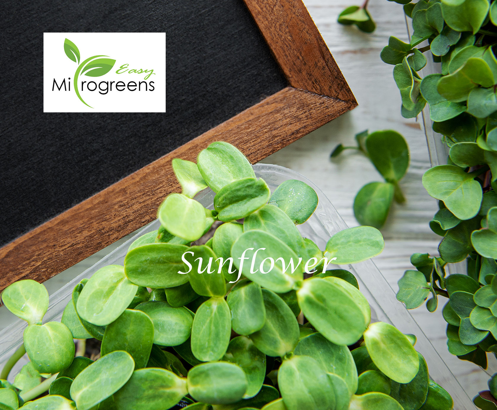 Black sunflower microgreen seeds